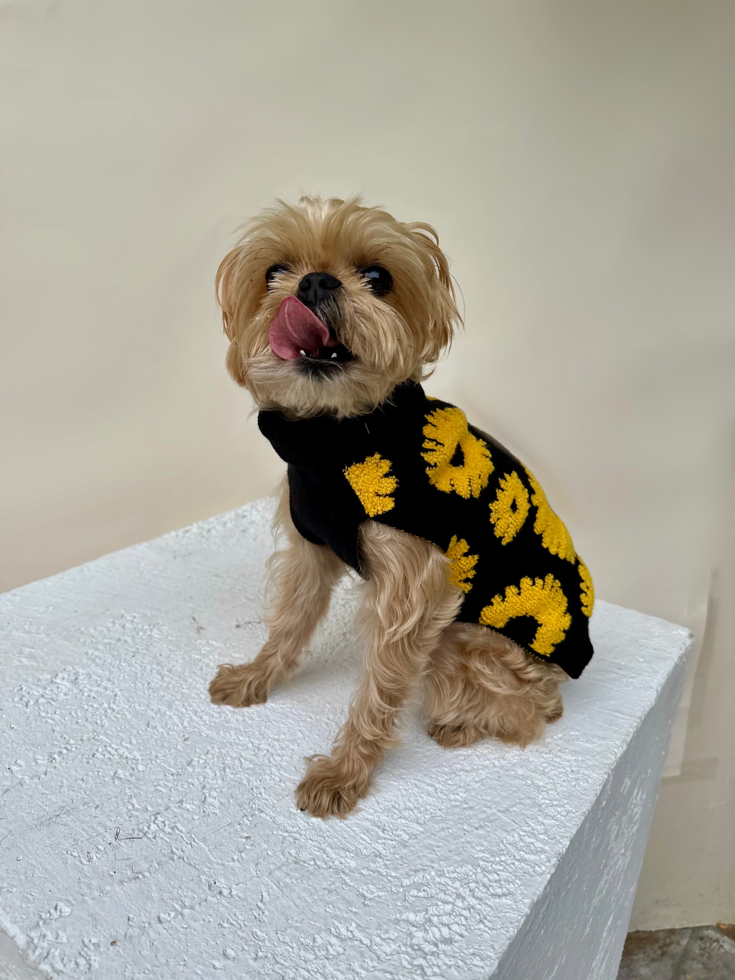 Treating Your Dog's Skin Scrapes Lessons from Baby G's Encounter with