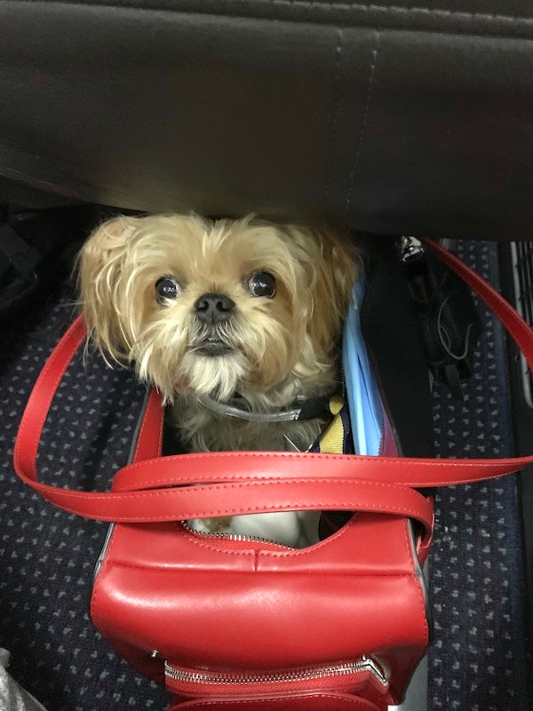 What is the best airline approved dog carrier? Shaya