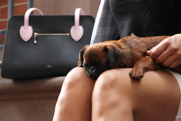 Cute Dog Bag? Yes, it exists