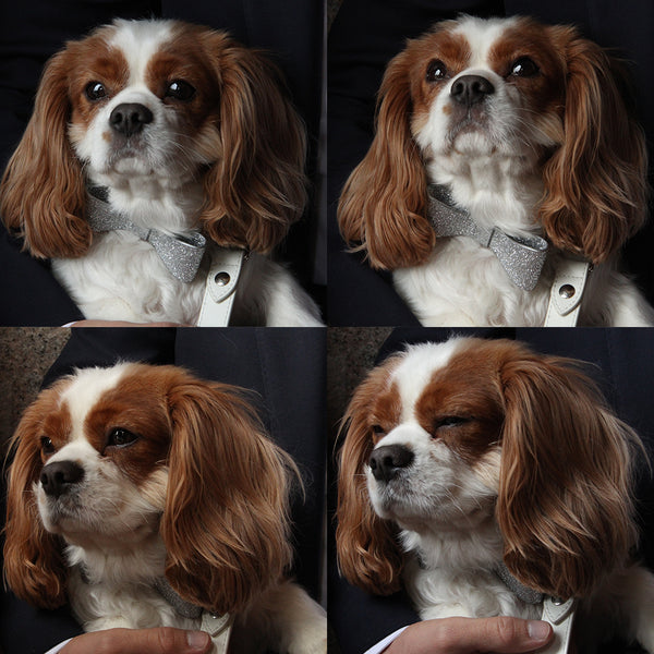 What to do with your dog's wedding outfit after the big day