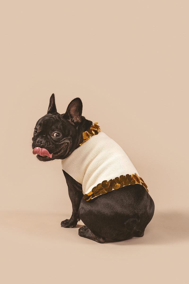 Dog Sweater for stylish pets. Ethically made dog sweater