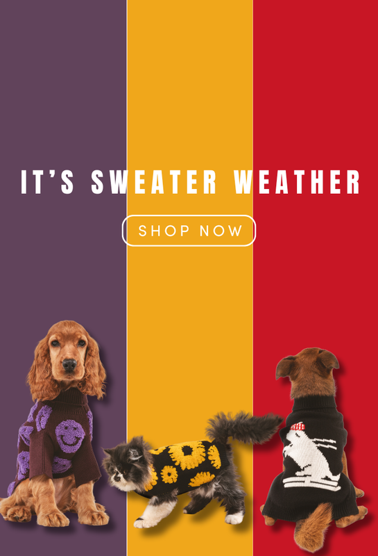 Three dogs wearing sweaters on a colorful background with 'It's Sweater Weather' text.
