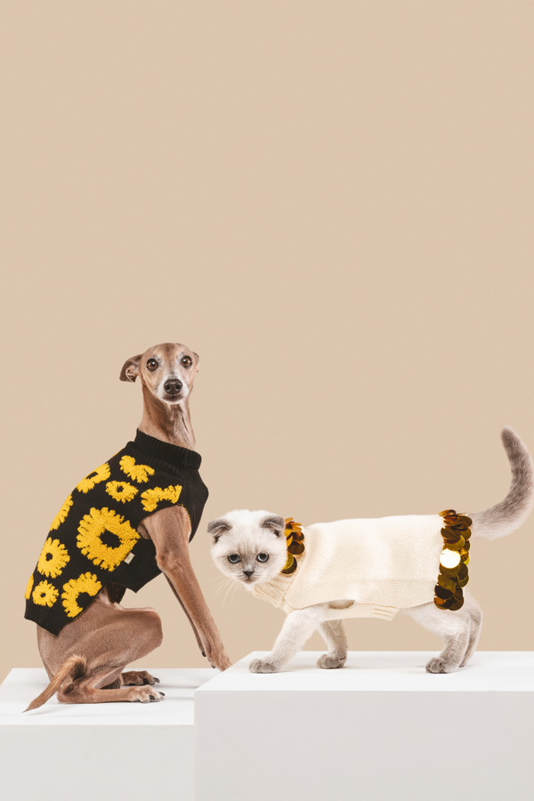 Petite pet sweater in a bundle for a discount. 