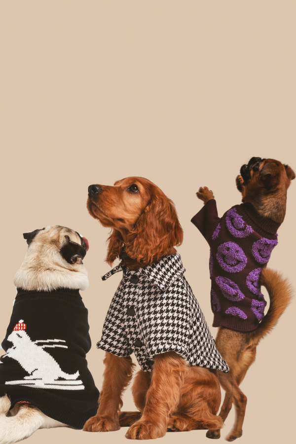 3 pack of pet sweaters on sale