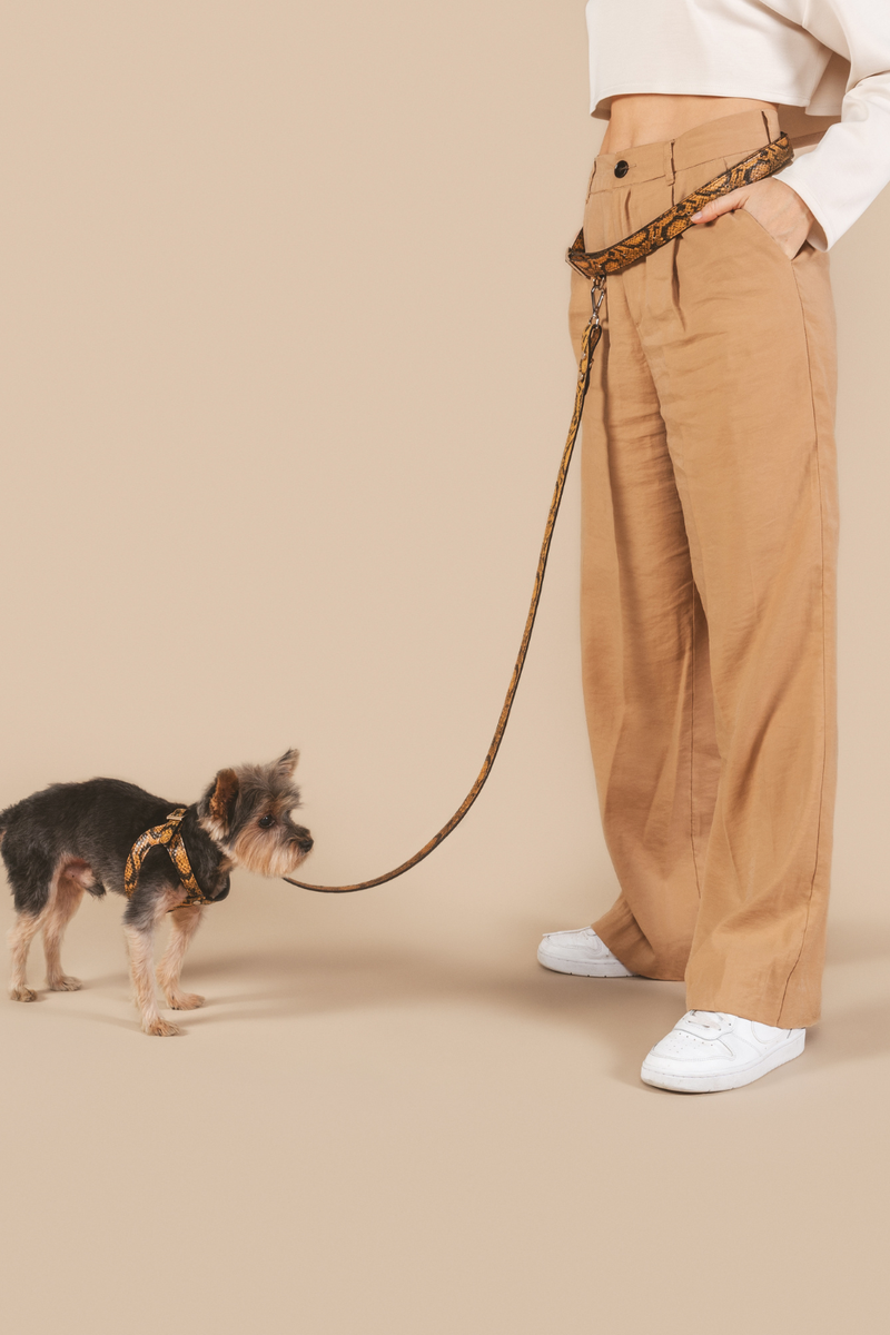 Person holding a dog on a leash against a beige background