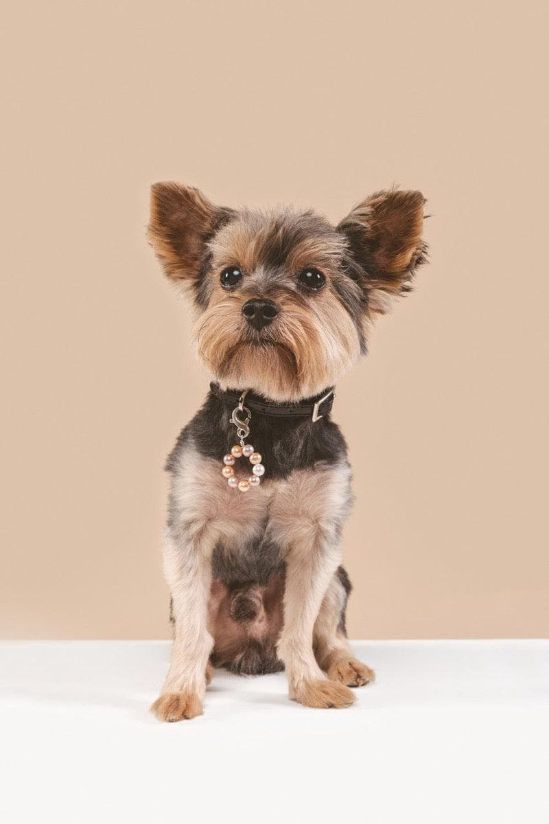 my whole world pink freshwater pearl charm on yorkie terrier.
