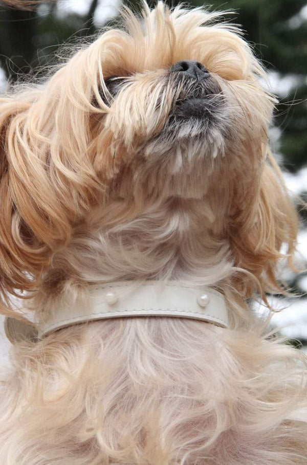 Wedding dog collar for a female dog. Made with leather and pearls.