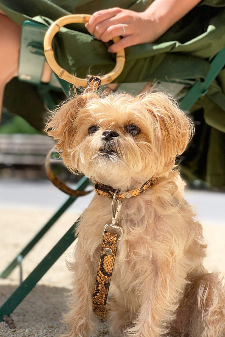 Dog in an embossed yellow and black collar beside a person holding the matching Sasha leash