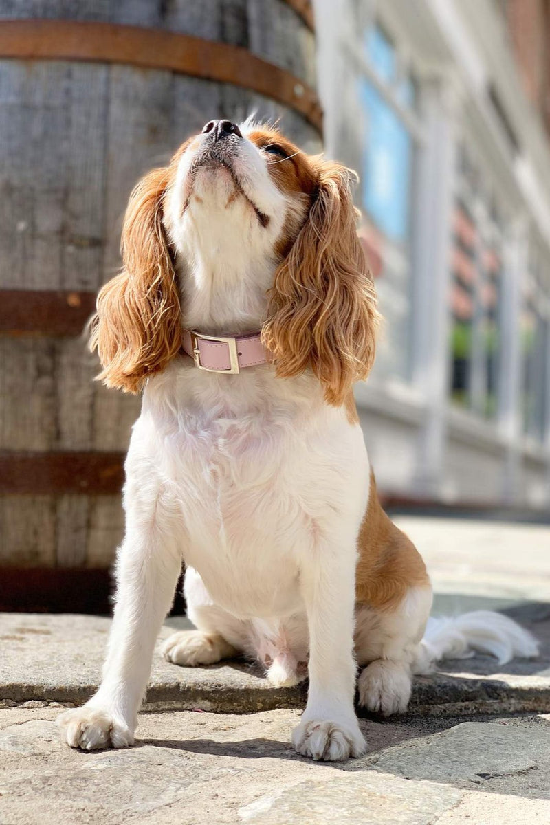 Celeb loved blush dog collar