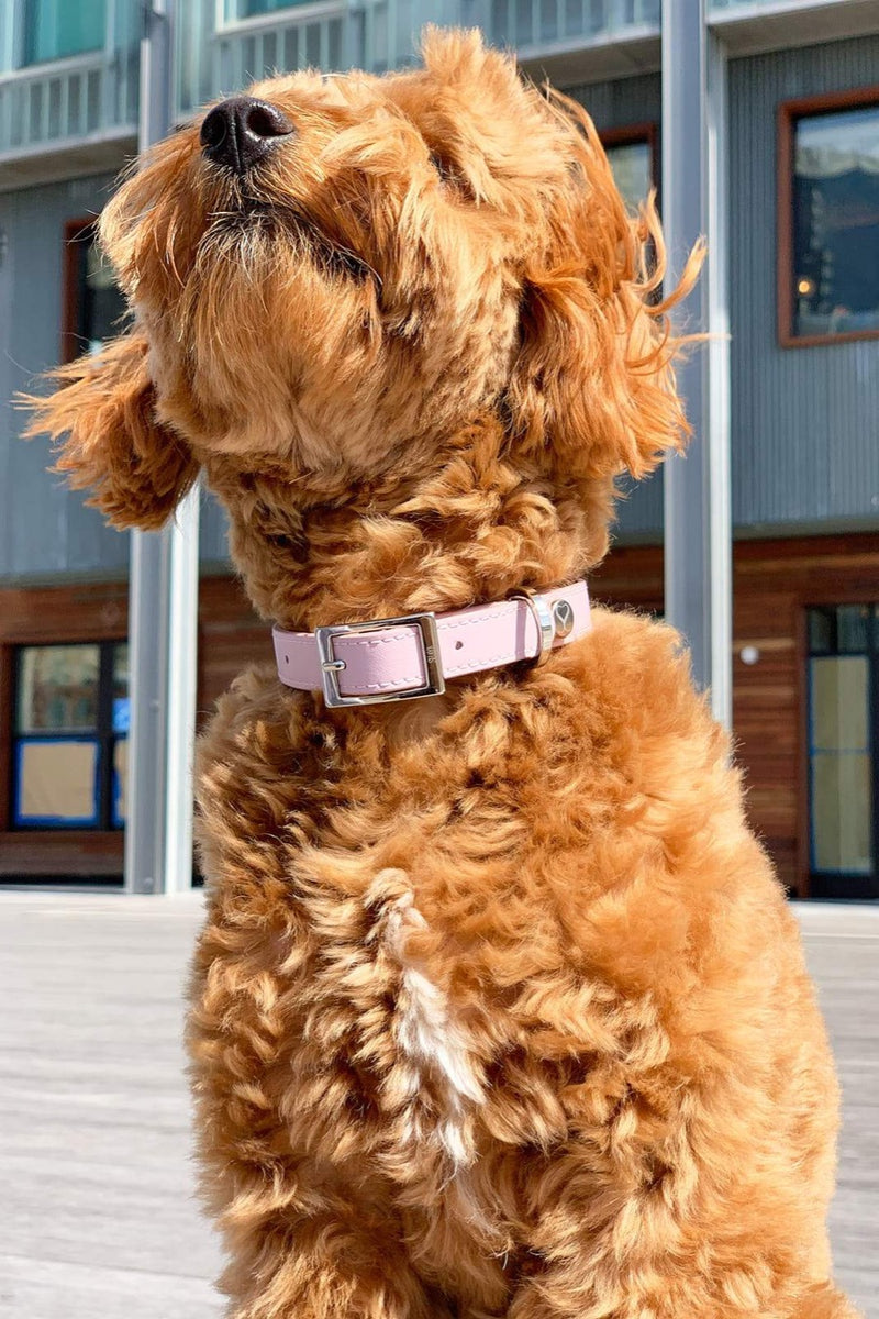 Durable, pink dog collar. 