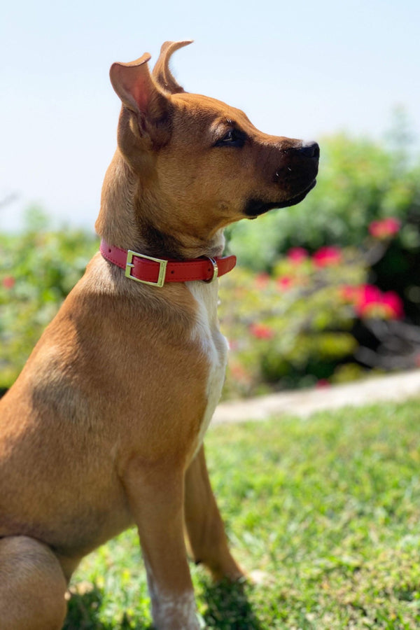 Shaya Pets The Taylor Medium Collar in Embossed Yellow & Black