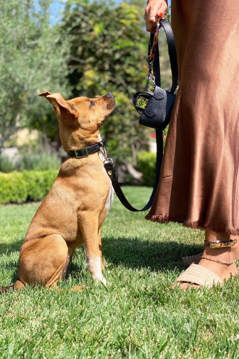 Stylish vegan dog collar with matching leash.